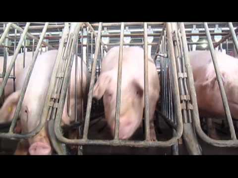 slaughterhouse4